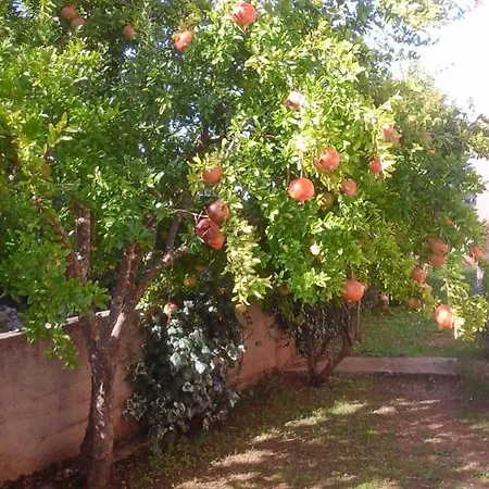 Benjamin روغوزنيكا