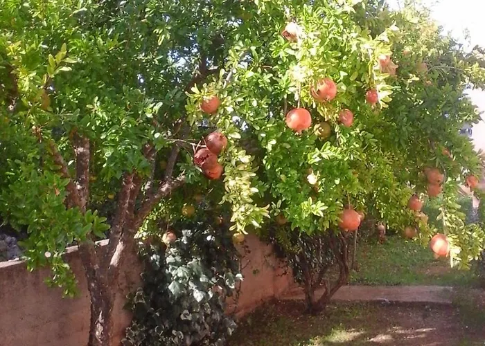 Benjamin روغوزنيكا